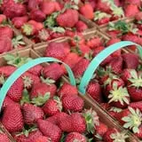 Lineberger's Maple Springs Farm photo