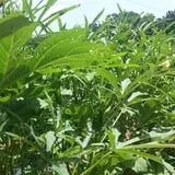 Lineberger's Maple Springs Farm photo