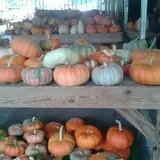 Lineberger's Maple Springs Farm photo