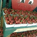 Lineberger's Maple Springs Farm photo