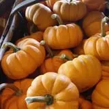 Lineberger's Maple Springs Farm photo