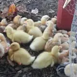 Lineberger's Maple Springs Farm photo