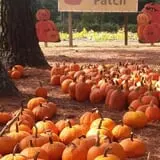 Lineberger's Maple Springs Farm photo