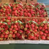 Lineberger's Maple Springs Farm photo