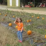 Lineberger's Maple Springs Farm photo