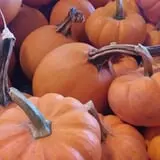 Lineberger's Maple Springs Farm photo