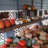 Lineberger's Maple Springs Farm photo