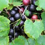 Lineberger's Maple Springs Farm photo
