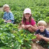 Lineberger's Maple Springs Farm photo