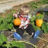 Lineberger's Maple Springs Farm photo