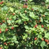 Lineberger's Maple Springs Farm photo
