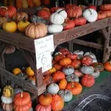 Lineberger's Maple Springs Farm photo
