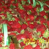 Lineberger's Maple Springs Farm photo