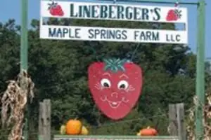 Lineberger's Maple Springs Farm