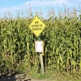Country Corn Maze photo