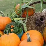 Country Corn Maze photo