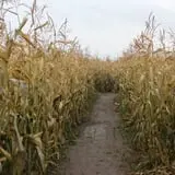 Country Corn Maze photo