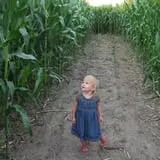 Country Corn Maze photo