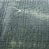Country Corn Maze photo