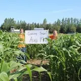 Country Corn Maze photo