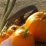 Country Corn Maze photo