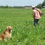Country Corn Maze photo