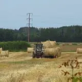Country Corn Maze photo