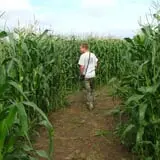 Country Corn Maze photo