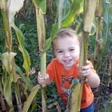 Country Corn Maze photo