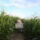 Country Corn Maze photo