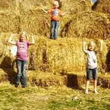 Country Corn Maze photo