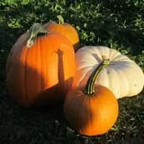 Country Corn Maze photo