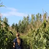 Country Corn Maze photo