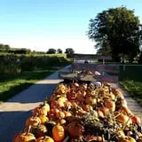 Pleasure Valley Llamas and Pumpkins photo