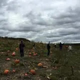 Pleasure Valley Llamas and Pumpkins photo