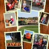 Pleasure Valley Llamas and Pumpkins photo