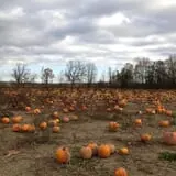 Pleasure Valley Llamas and Pumpkins photo