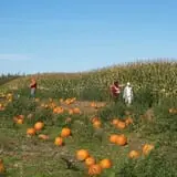 Ontario Orchards Farm photo