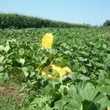 Ontario Orchards Farm photo