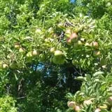 Ontario Orchards Farm photo
