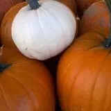 Ontario Orchards Farm photo
