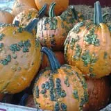 Ontario Orchards Farm photo