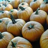 Ontario Orchards Farm photo