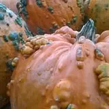 Ontario Orchards Farm photo