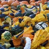 Ontario Orchards Farm photo