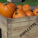 Ontario Orchards Farm photo