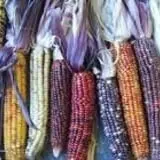Ontario Orchards Farm photo
