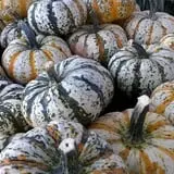 Ontario Orchards Farm photo