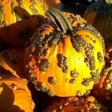 Ontario Orchards Farm photo
