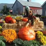 Equinox Valley Nursery Pumpkin Patch photo